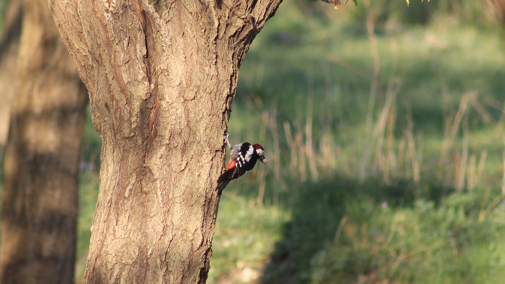 Great Spotted Woodpecker
